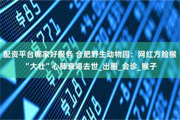 配资平台哪家好服务 合肥野生动物园：网红方脸猴“大壮”心肺衰竭去世_出圈_会诊_猴子